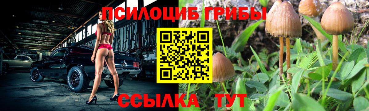 Псилоцибиновые грибы Cubensis Краснодар